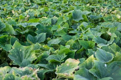 Cucumber leafs Foto stock
