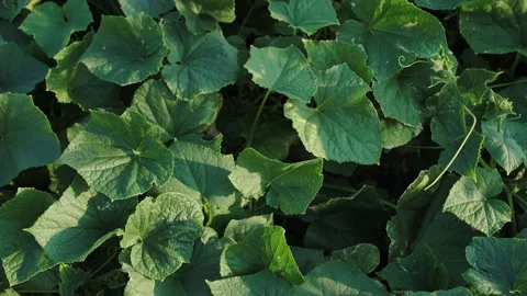 Cucumber leaves in the field Stock Footage 221113067
