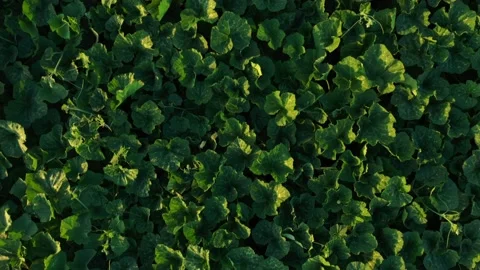 Cucumber leaves in the field Stock Footage 221113109