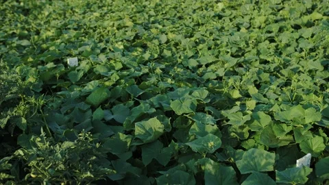 Cucumber leaves in the field Stock Footage 221625382