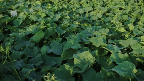 Cucumber leaves in the field Stock Footage 221678047