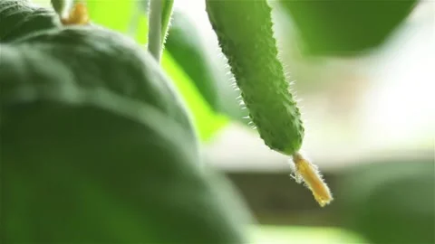 Cucumber leaves grow in greenhouse soft focus Stock Footage 116104341