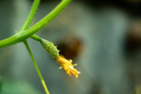 A cucumber is a long thin vegetable and eaten raw in salads sometimes it cook Foto stock