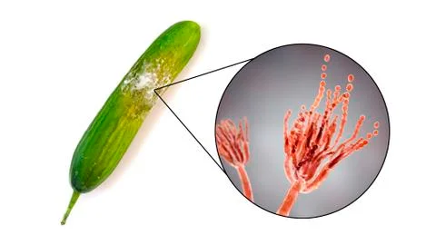 A cucumber with mold Stock Illustration