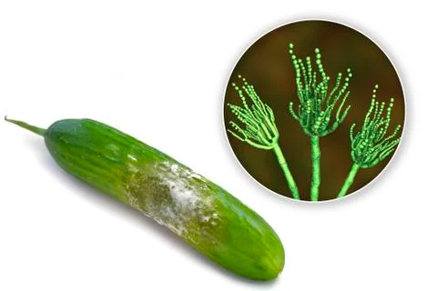 A cucumber with mold Illustrazione stock
