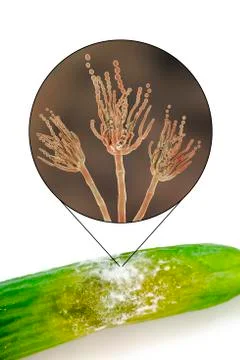 A cucumber with mold Stock Illustration