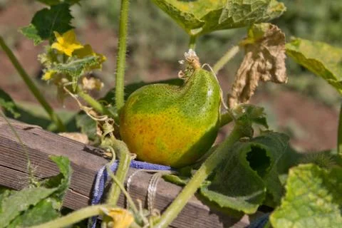 Cucumber in nature Stock Photos