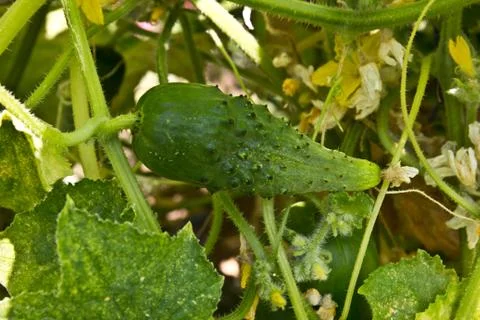 Cucumber in nature Stock Photos