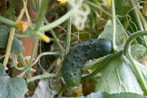 Cucumber in nature Stock Photos