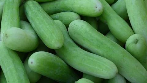 Cucumber is a nutritious fruit with a high water content. Green cucumbers o.. Stock Footage 346599582