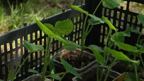 Cucumber or Squash Seedlings In A Crate About To Be Planted Stock Footage 270493388