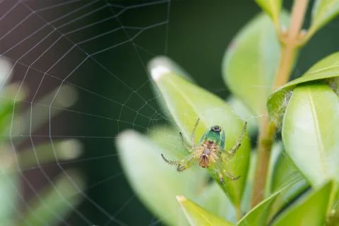 Cucumber orb web spider Stock Photos