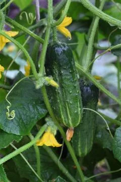 Cucumber 스톡 사진