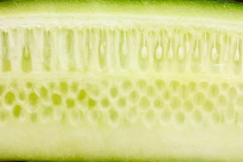Cucumber Stock Photos