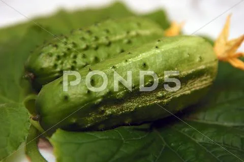 Cucumber Stock Photos