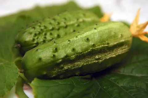 Cucumber Stock Photos