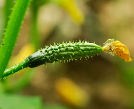Cucumber Stock Photos