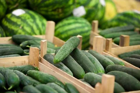 Cucumber Stock Photos