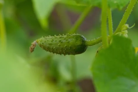 Cucumber Stock Photos