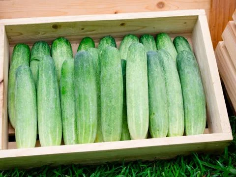 Cucumber Fotos de archivo