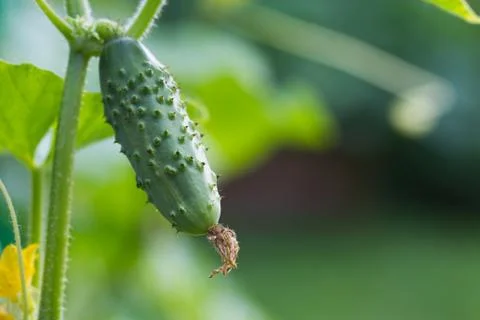 Cucumber Stock Photos