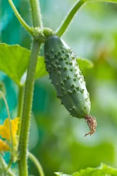Cucumber Stock Photos