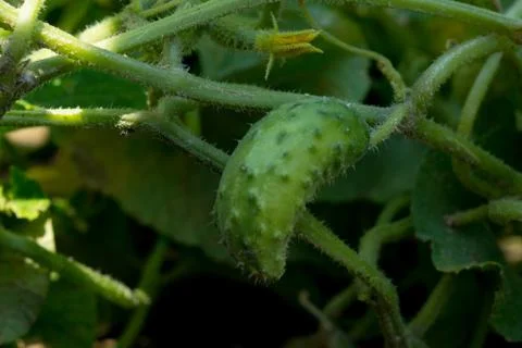 Cucumber Stock Photos