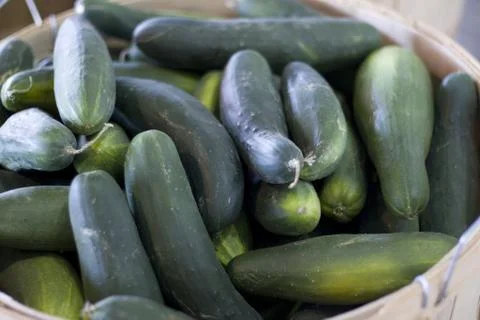 Cucumber Stock Photos