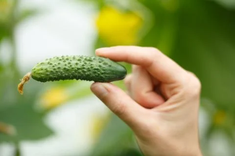 Cucumber Stock Photos