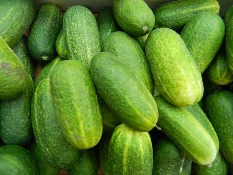 Cucumber Stock Photos