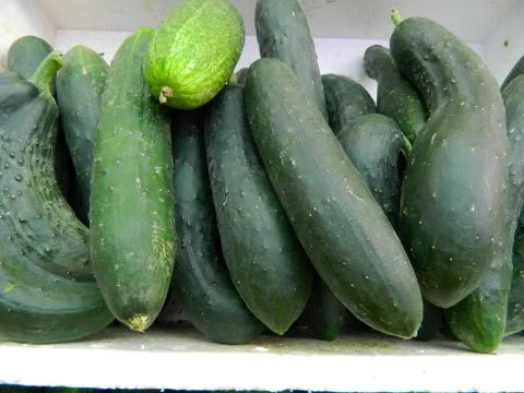 Cucumber Stock Photos