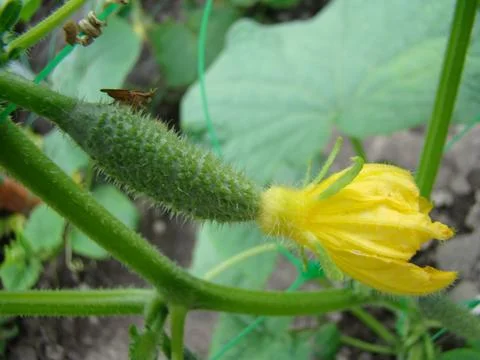 Cucumber 스톡 사진