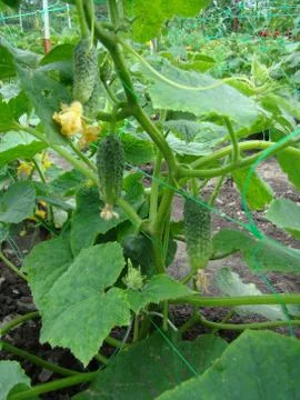 Cucumber Stock Photos
