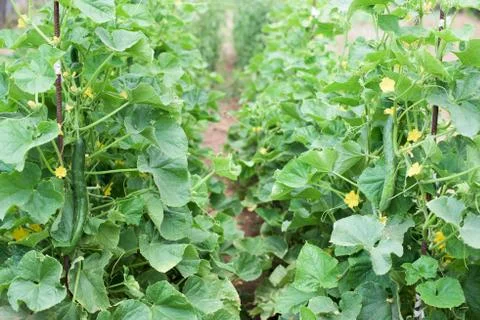 Cucumber Stock Photos