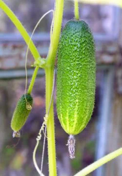 Cucumber Stock Photos