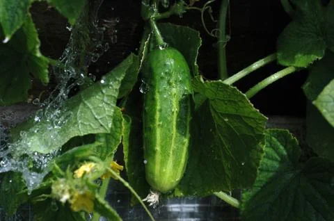 Cucumber 写真素材