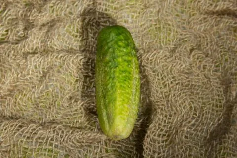 Cucumber Stock Photos