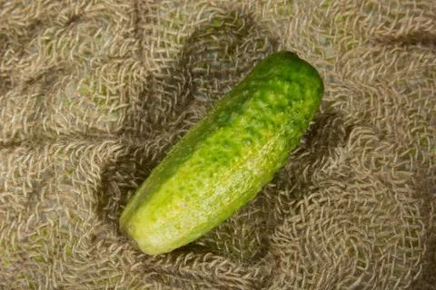 Cucumber Stock Photos