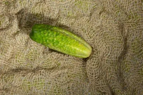 Cucumber Stock Photos