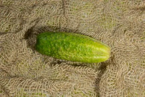Cucumber Stock Photos
