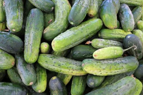 Cucumber Stock Photos