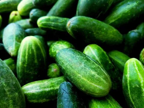 Cucumber Stock Photos