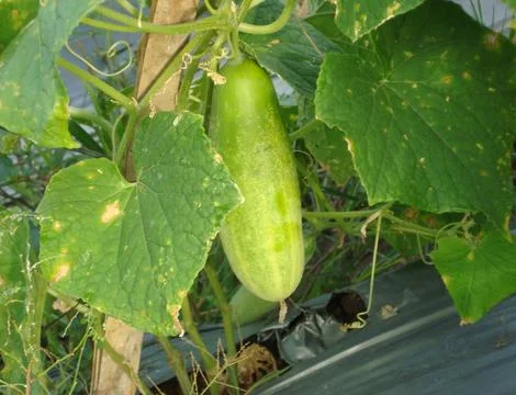 A cucumber 스톡 사진