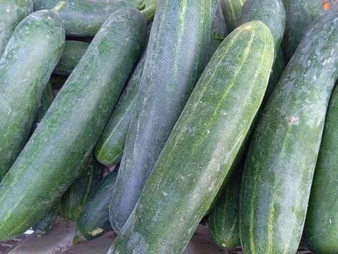Cucumber Stock Photos