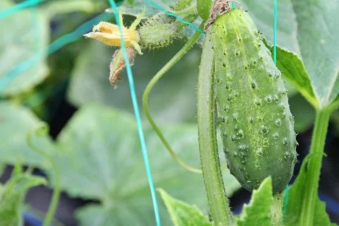 Cucumber Stockfoto's