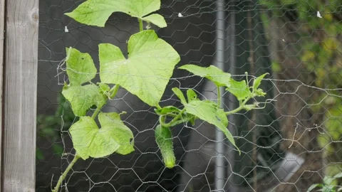 A cucumber plant climbing up an old wire chicken coop fence with a baby Stock Footage 346616023