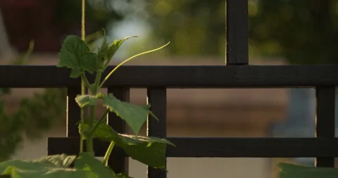 Cucumber plant extents web strings to grab on to garden trellis. Rack Focus. Video stock 157026421