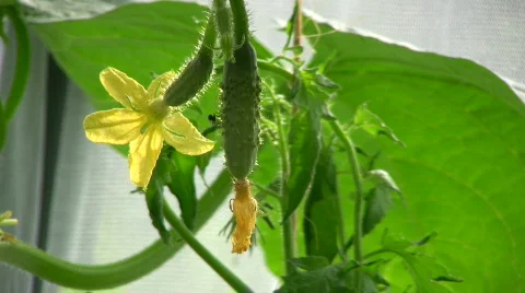 Cucumber plant Stock Footage 546685
