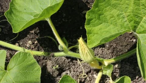 Cucumber plant Video stock 11335188