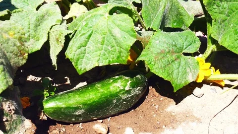 Cucumber Plant Video stock 83996622